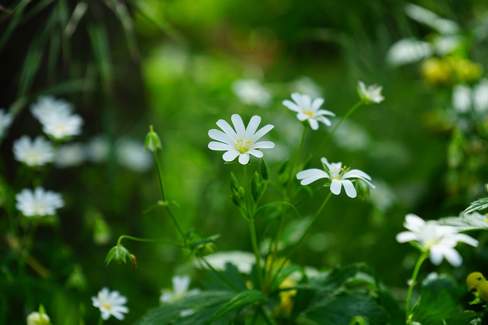 Stitchwort chickweed dianthus