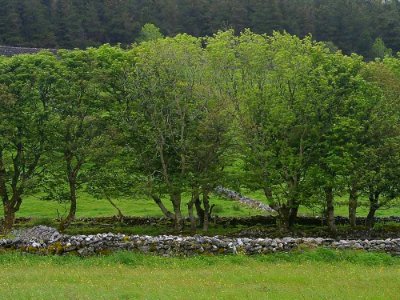Ireland 35