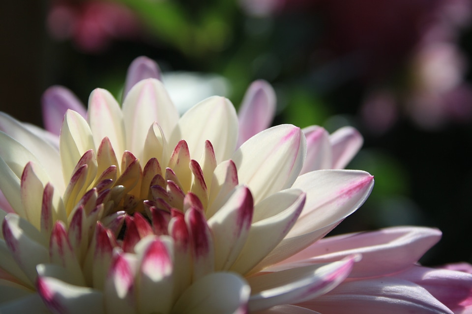 Transparency pink bloom