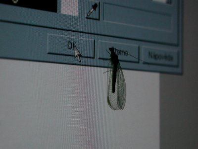 Insect On Screen 5