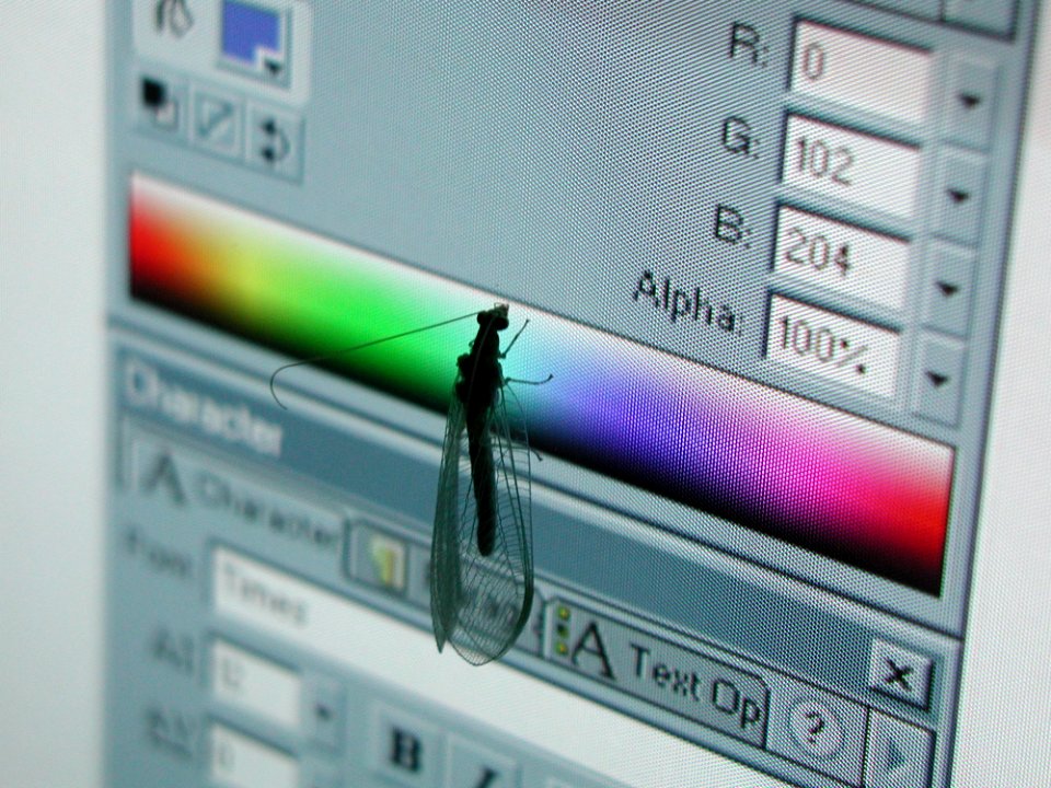 Insect On Screen 3