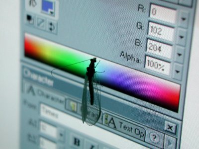 Insect On Screen 3