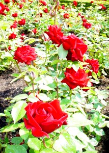 Ingrid Bergman Roses Red