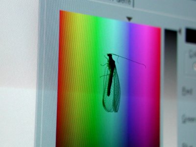 Insect On Screen 4