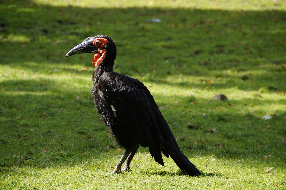 Raven ground birds exotic