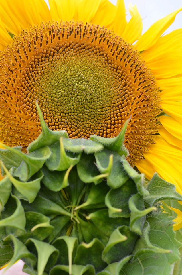 Plant vegan yellow