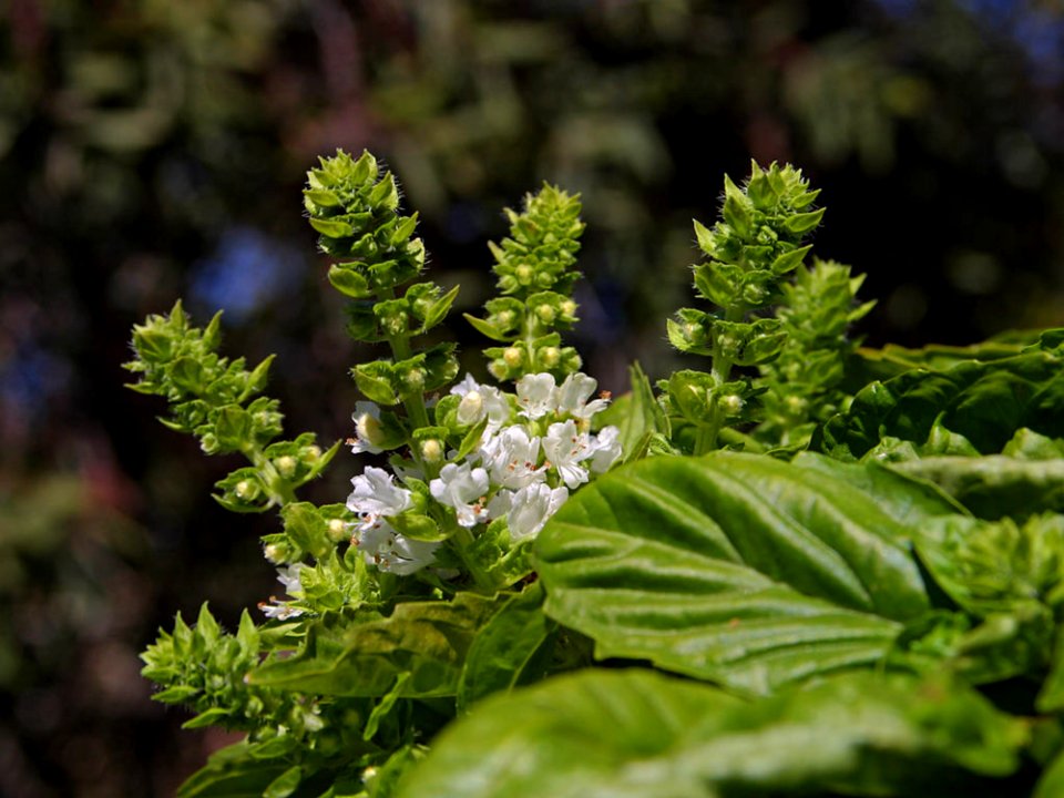 Herbs Blooming Basil