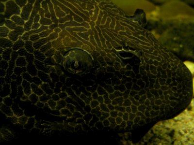 Head Of Fish