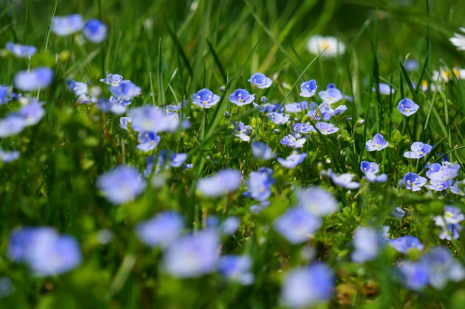 Meadow bloom nature photo