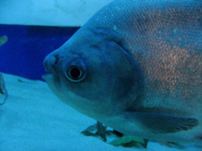 Head Of Piranha