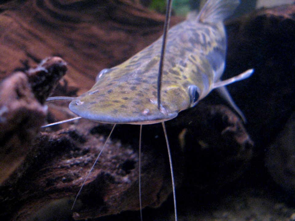 Head Of Sheatfish