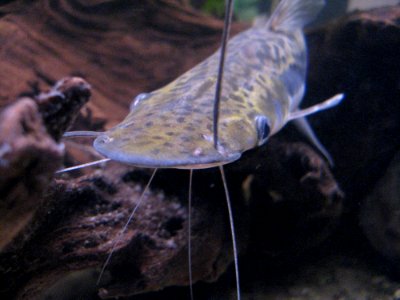 Head Of Sheatfish