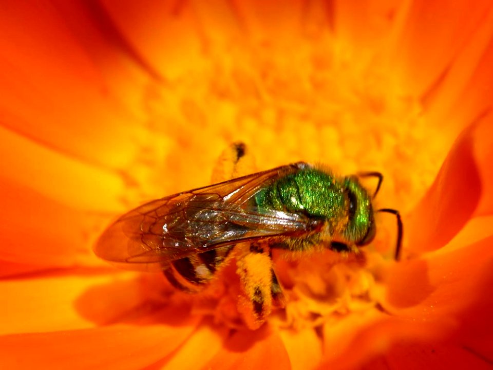 Green Hornet