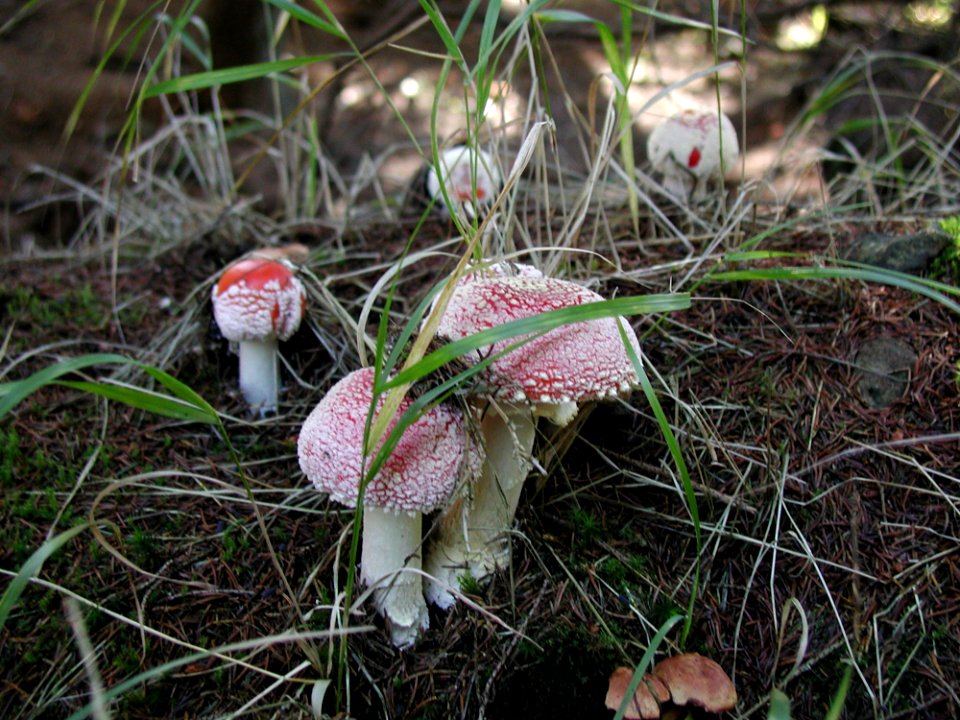 Group Of Amanita Muscaria