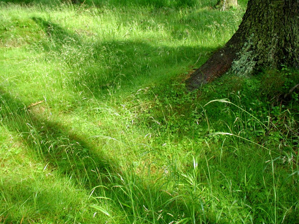 Grass 8