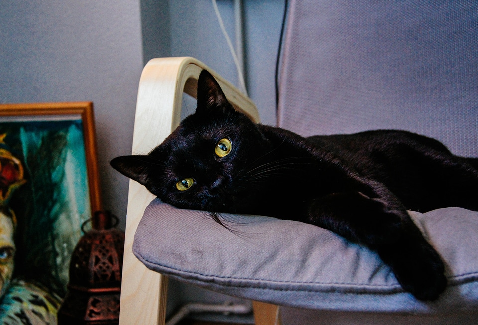 Black cat animals cats