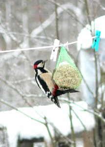 Great Spotted Wookpecker Picking Tallow Ball