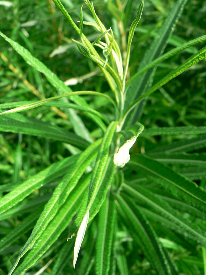 Green Plant