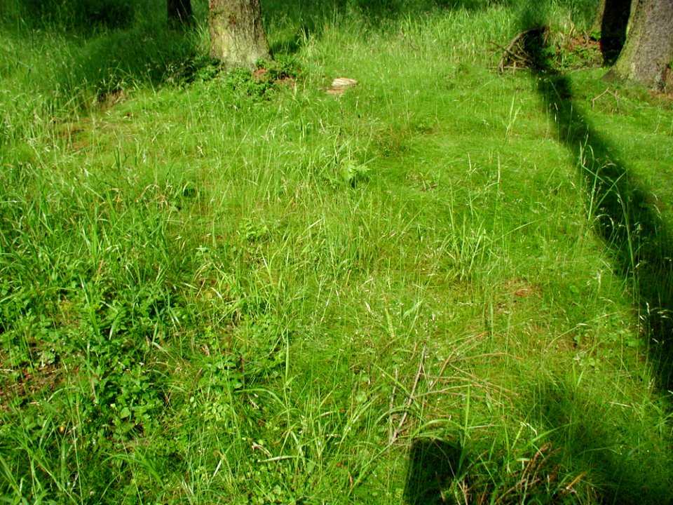 Grass 4