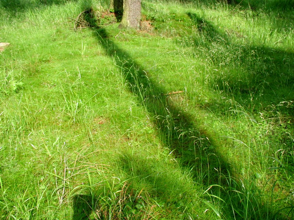 Grass 6