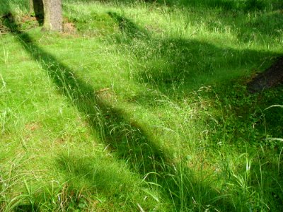 Grass 7