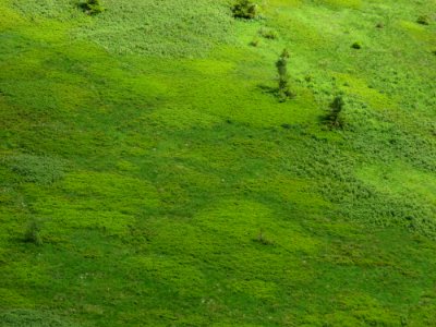 Green Camp