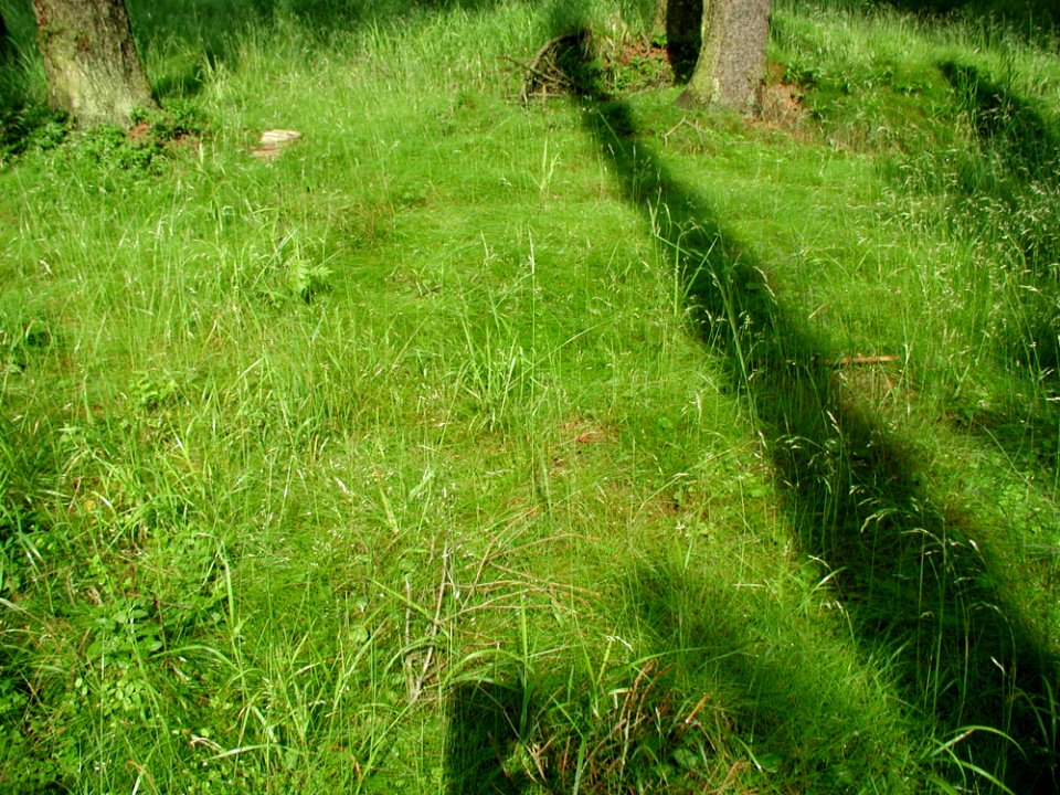 Grass 5
