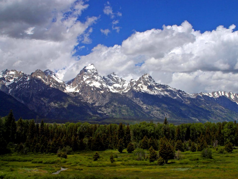 Grand Teton Flowers