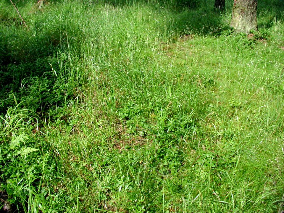 Grass 2