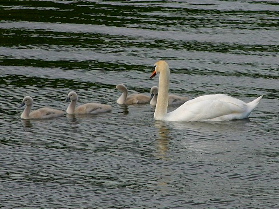 Goose 4