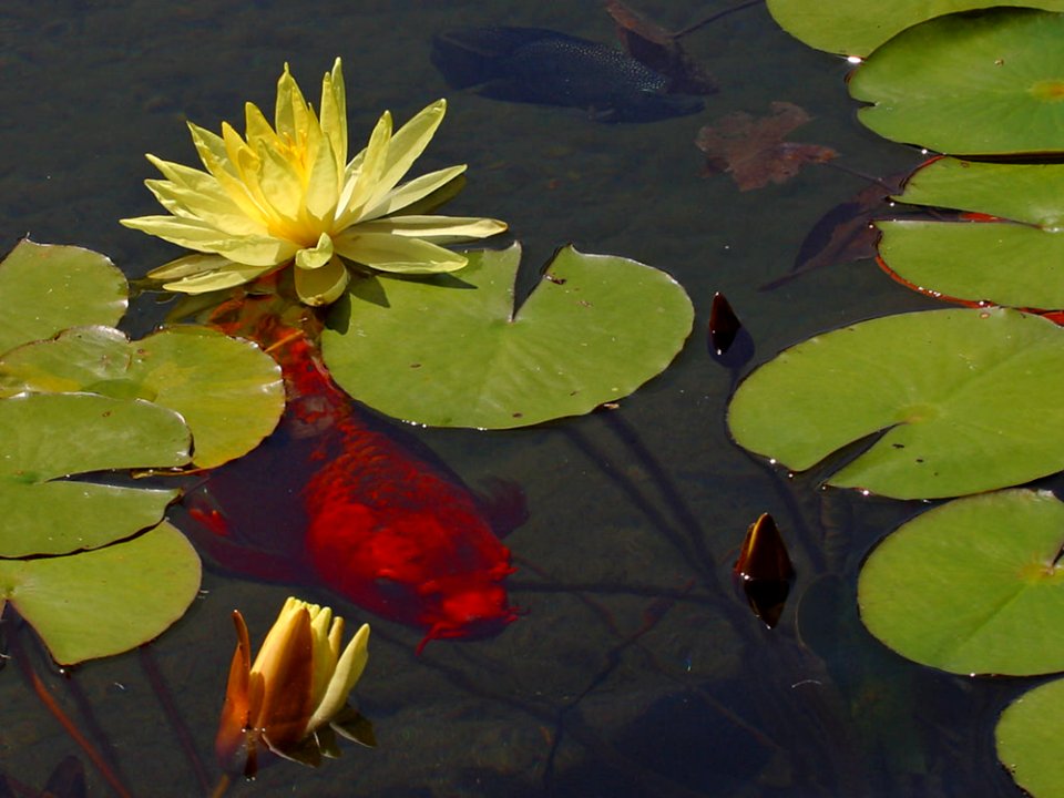 Goldfish And Water