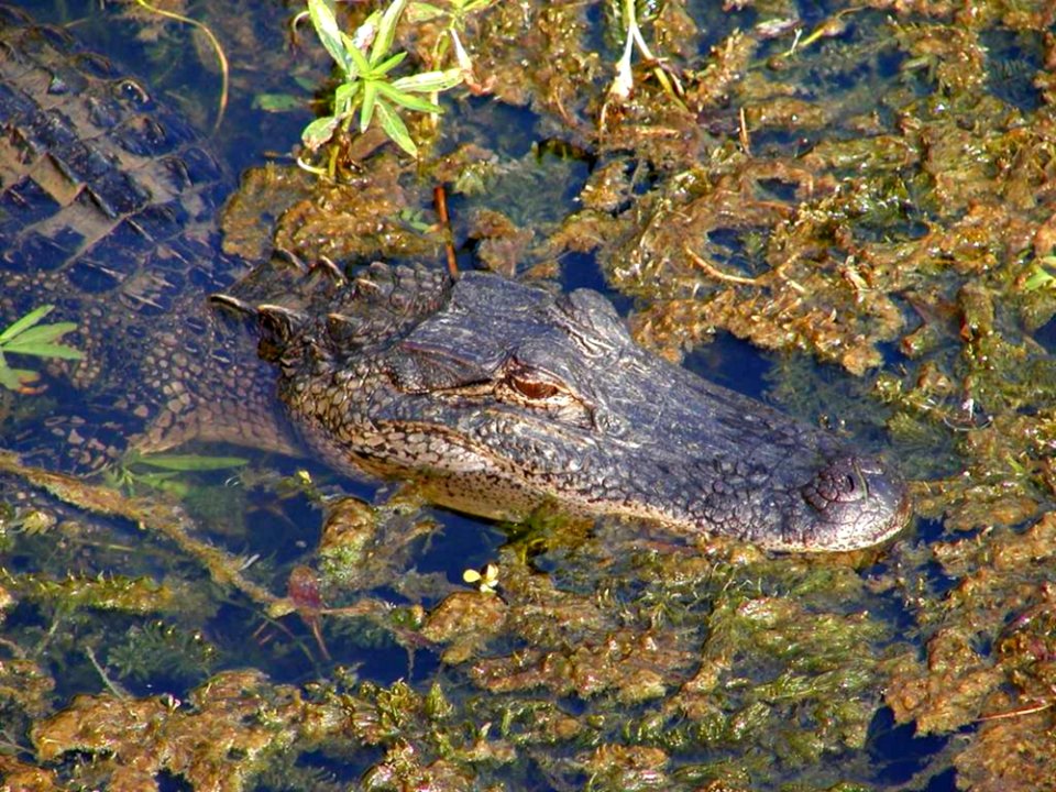 Gator 4