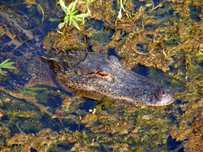 Gator 4