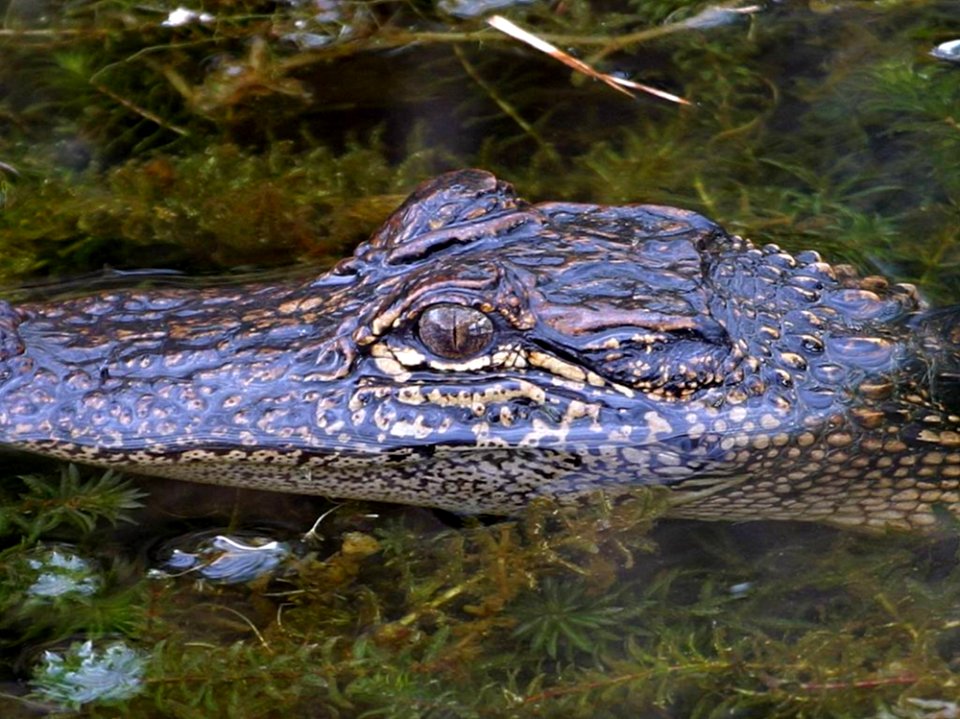 Gator 2