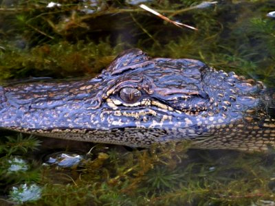 Gator 2