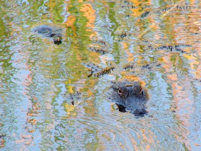 Gator 3