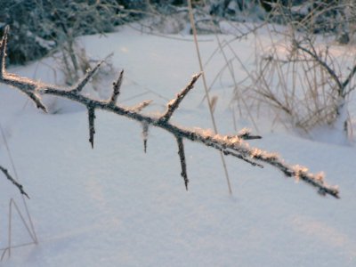 Frostbitten Twig 2
