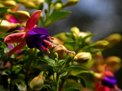 Fuschia photo