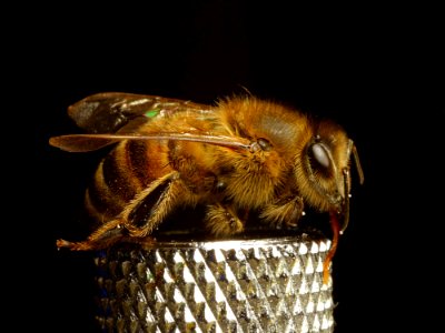 Furry Bees