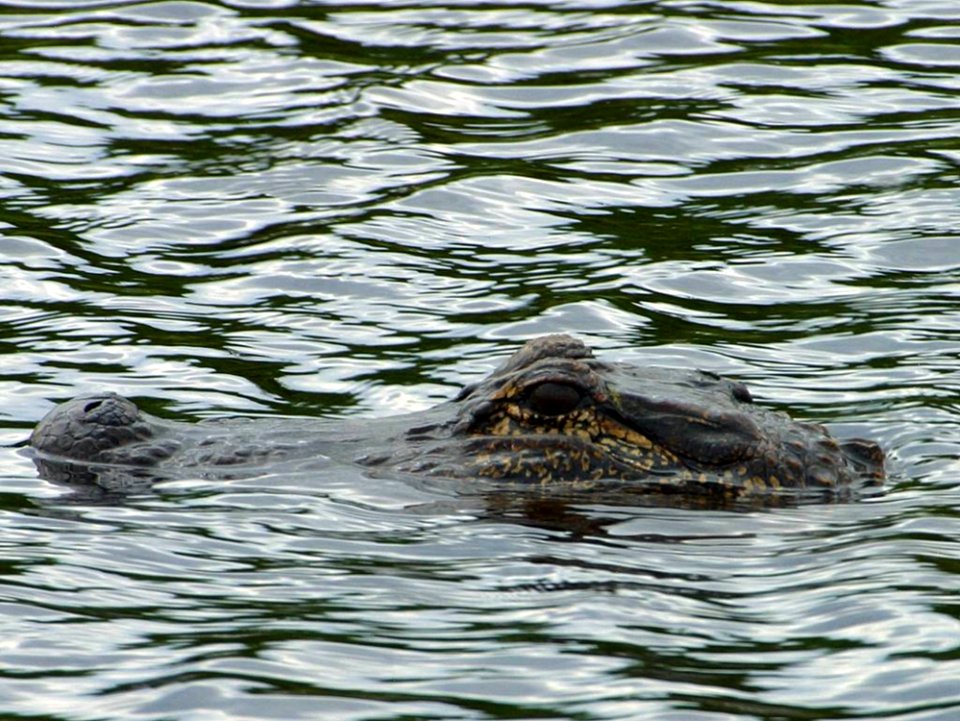 Gator