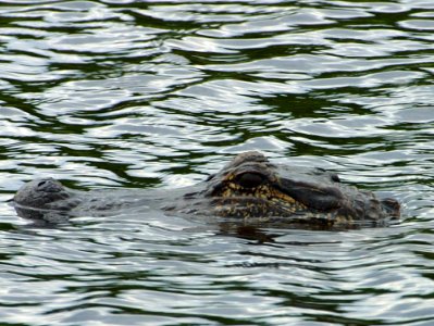 Gator
