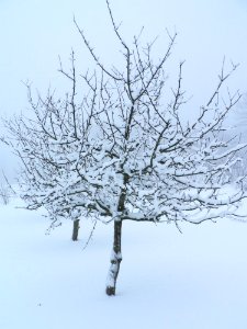 Fruit Tree In Winter Clothing