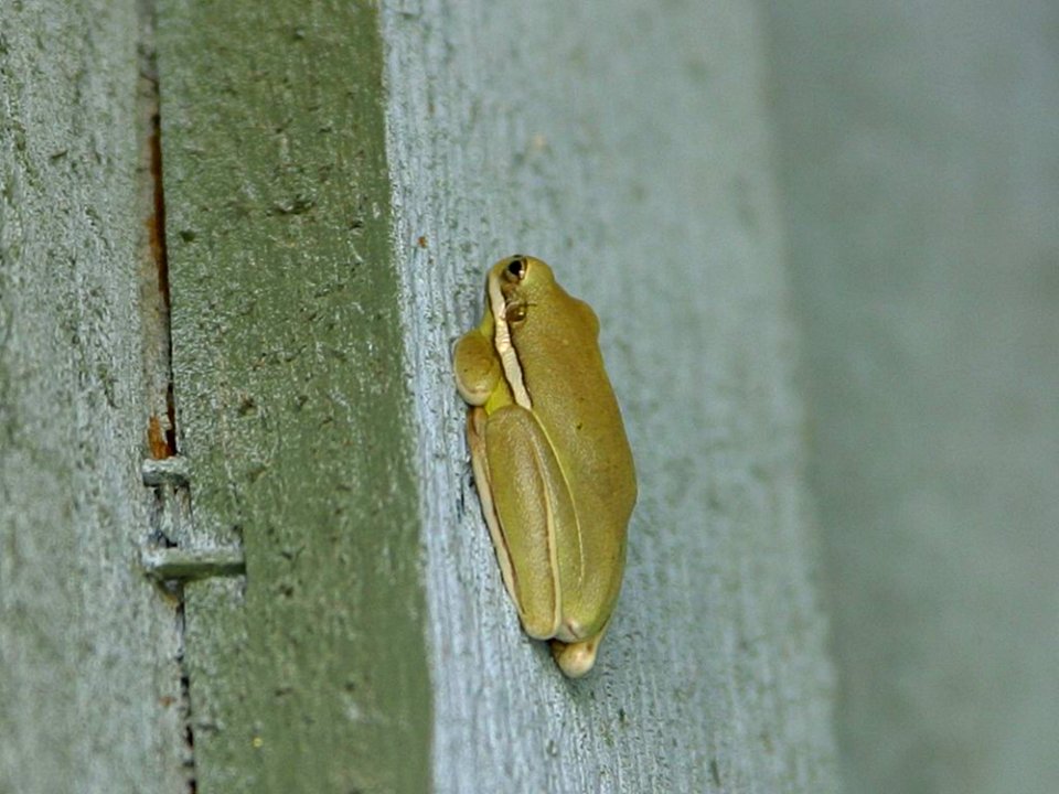 Frog 2