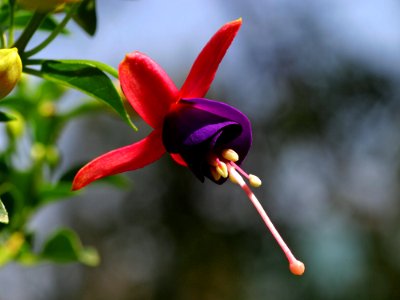 Fuschia 2