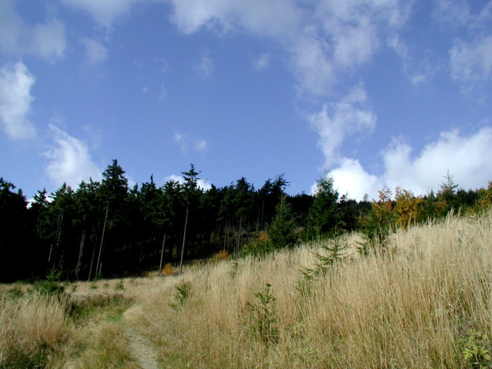 Forest 9