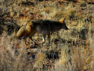Fox