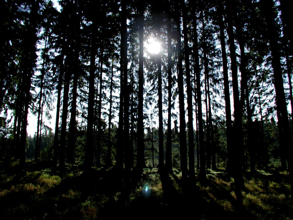 Forest 84