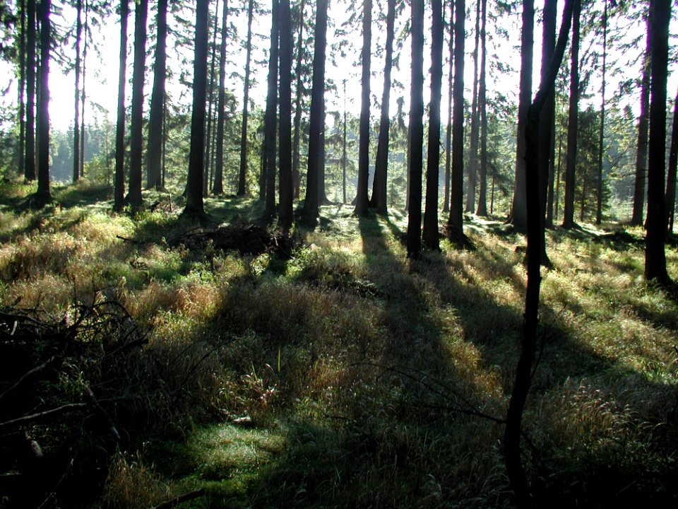 Forest 83