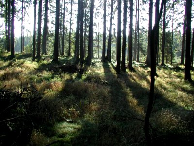 Forest 83