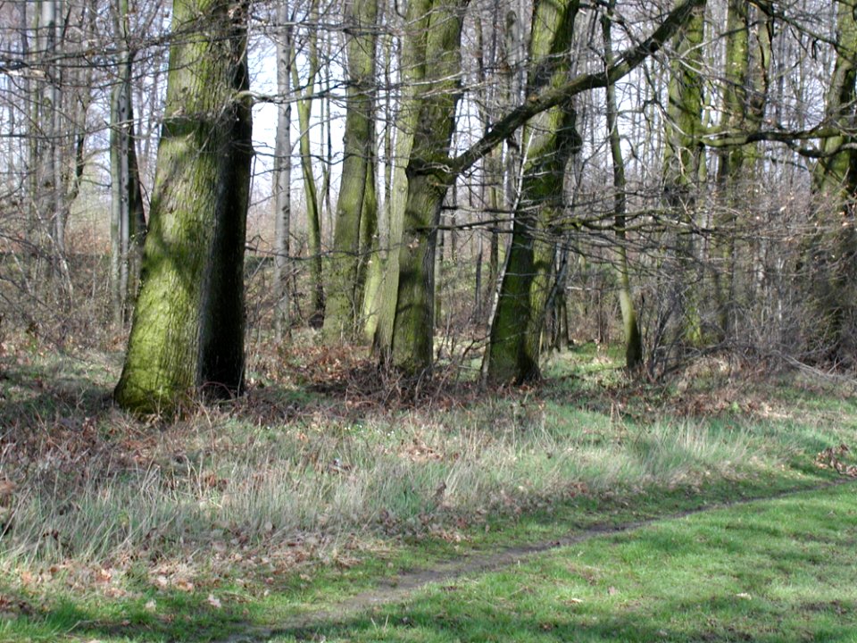 Forest 49